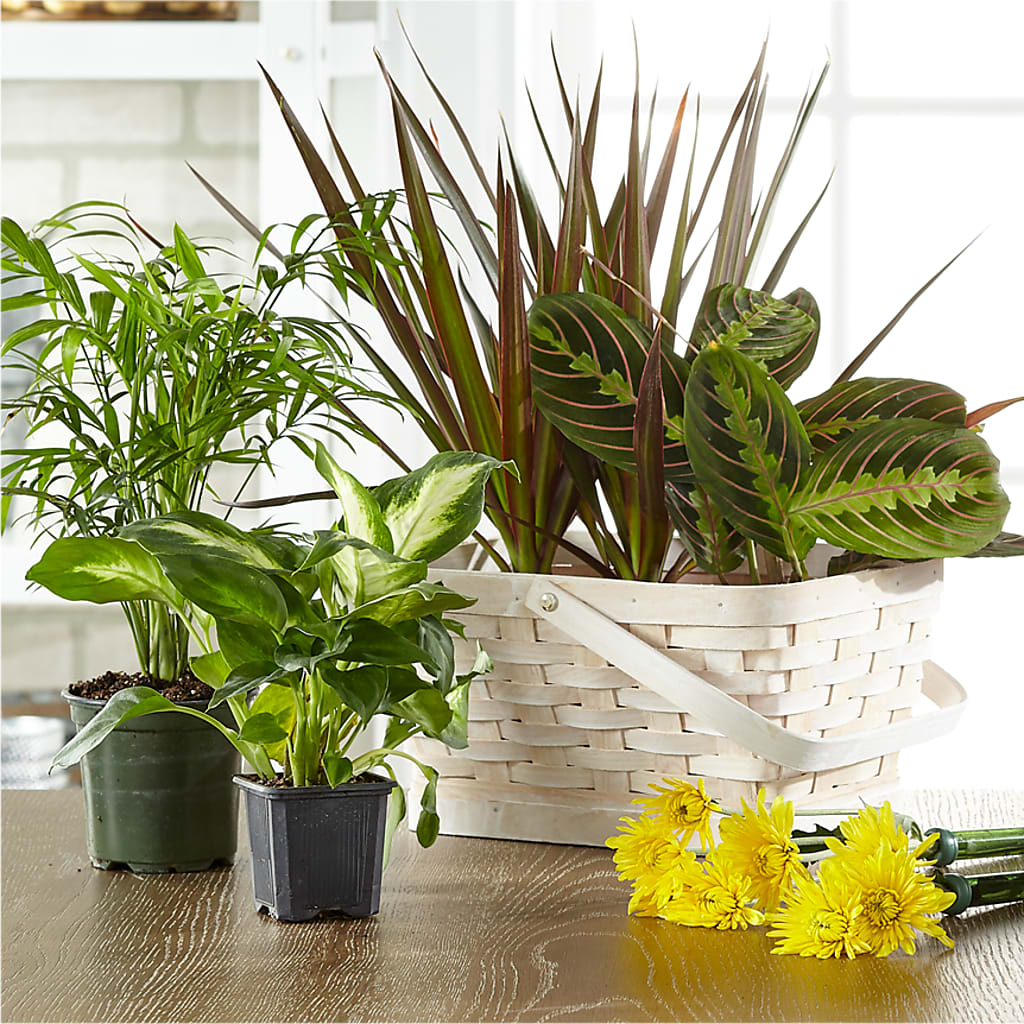 Florist Designed Blooming and Green Plants in a Basket – YOLE'S FLOWERS, New Orleans LA