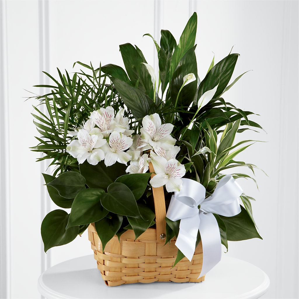 Peace & Serenity Dishgarden – YOLE'S FLOWERS, New Orleans LA