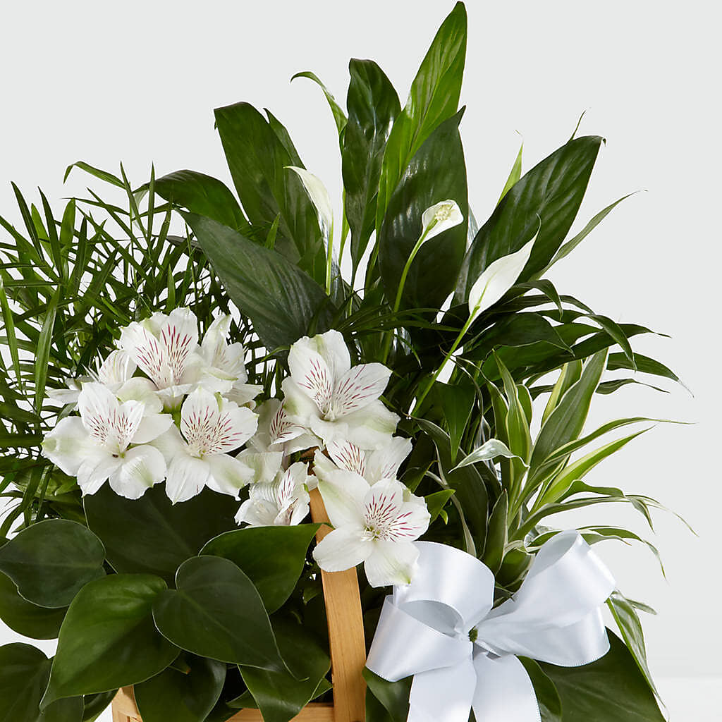 Peace & Serenity Dishgarden – YOLE'S FLOWERS, New Orleans LA