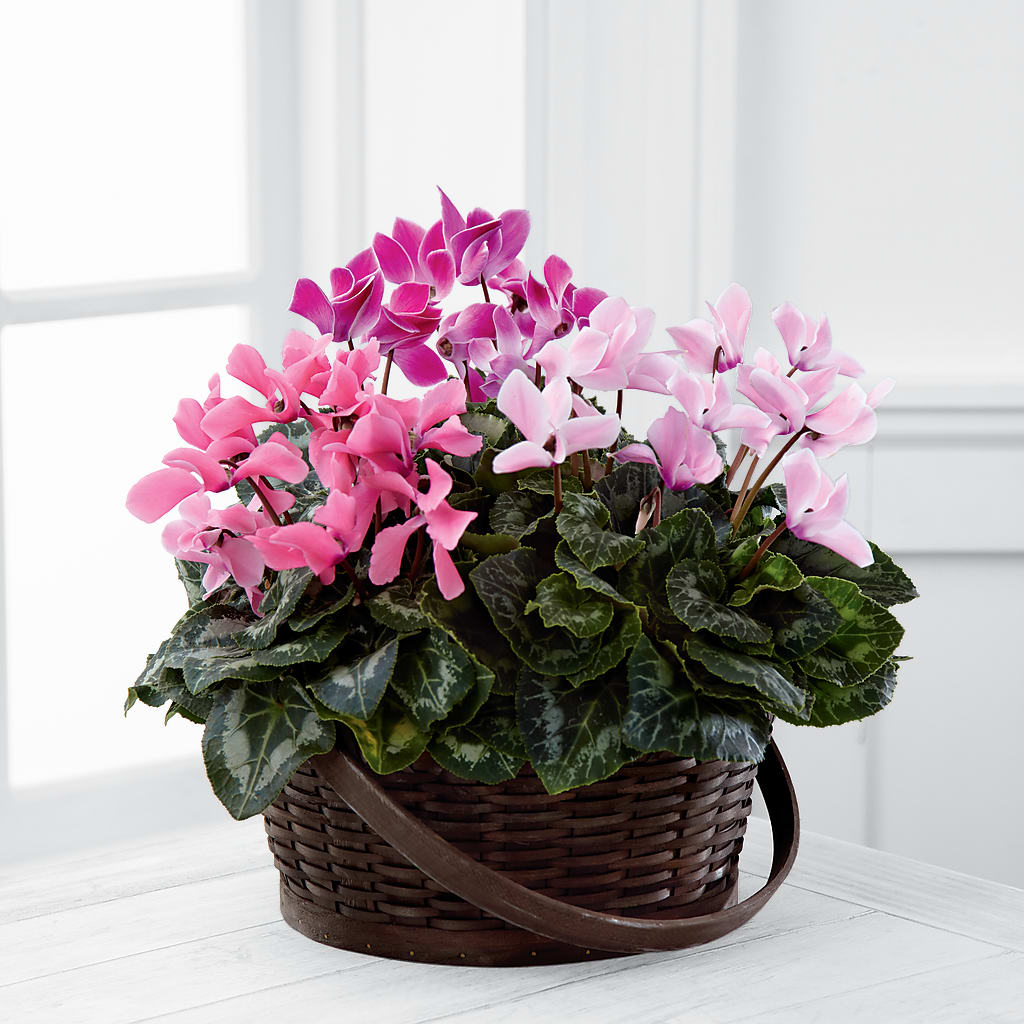 Mixed Cyclamen Planter – YOLE'S FLOWERS, New Orleans LA