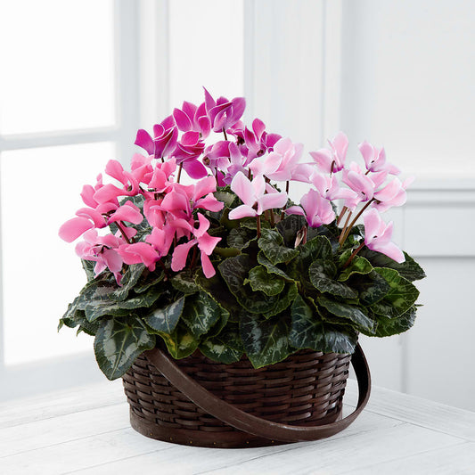 Mixed Cyclamen Planter – YOLE'S FLOWERS, New Orleans LA
