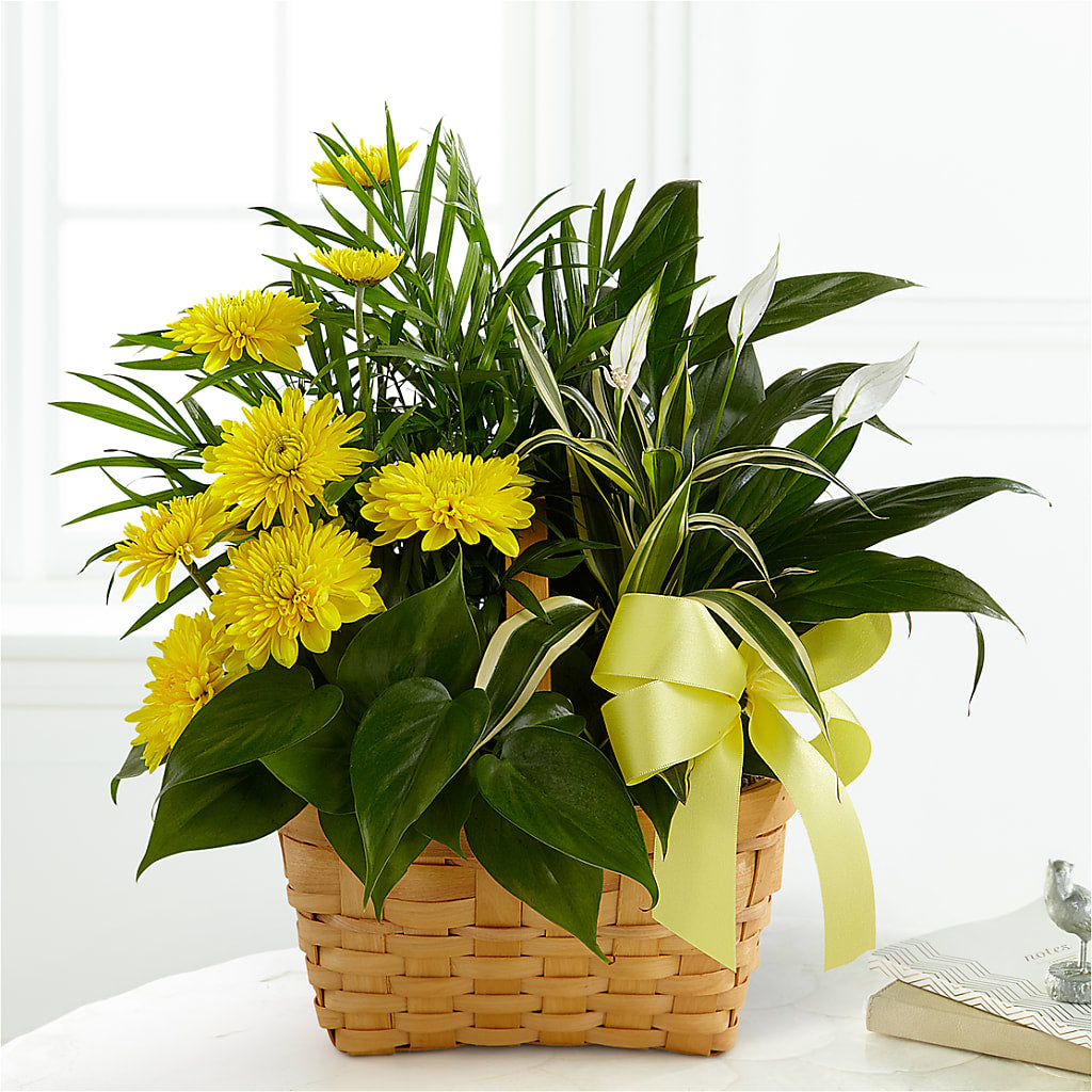 Loving Light Dishgarden – YOLE'S FLOWERS, New Orleans LA