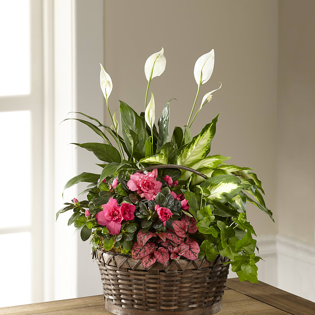 Dream in Pink Dishgarden – YOLE'S FLOWERS, New Orleans LA