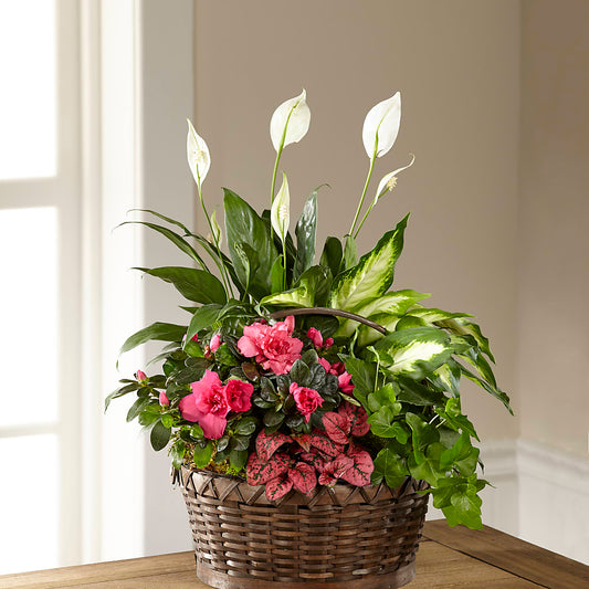 Dream in Pink Dishgarden – YOLE'S FLOWERS, New Orleans LA