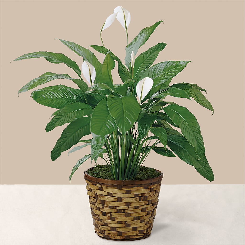 Tranquil Moments Peace Lily Plant – YOLE'S FLOWERS, New Orleans LA