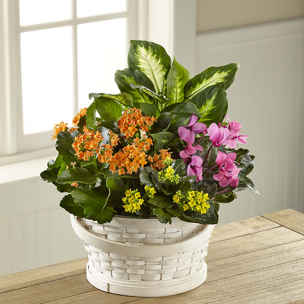 Color Crush Dishgarden – YOLE'S FLOWERS, New Orleans LA