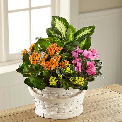 Color Crush Dishgarden – YOLE'S FLOWERS, New Orleans LA
