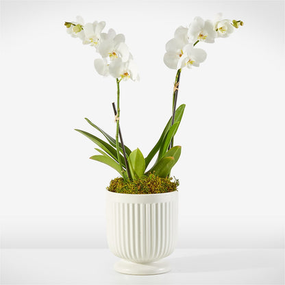 Whispering White Orchid – YOLE'S FLOWERS, New Orleans LA