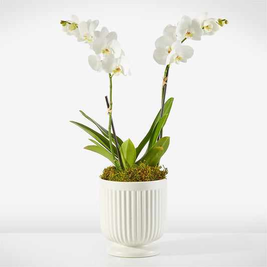 Whispering White Orchid – YOLE'S FLOWERS, New Orleans LA