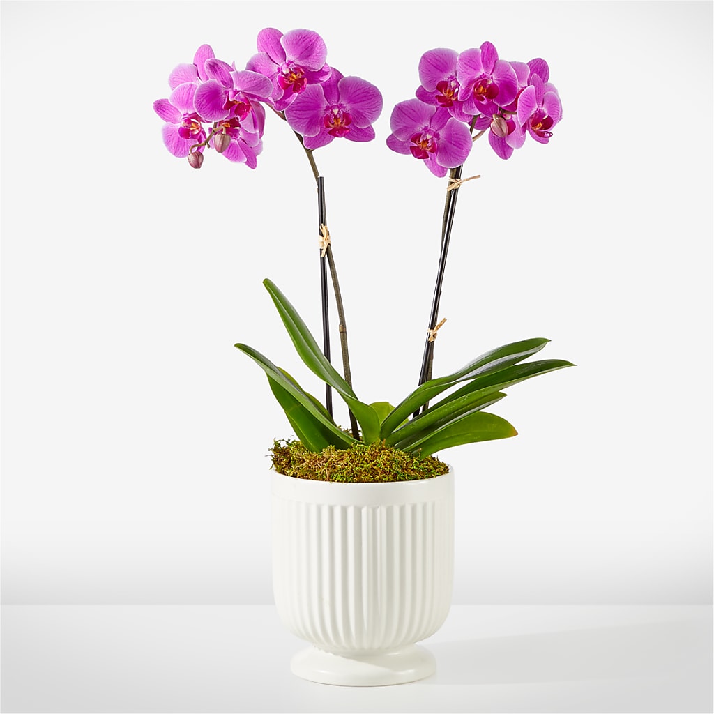 Friendly Fuchsia Orchid – YOLE'S FLOWERS, New Orleans LA