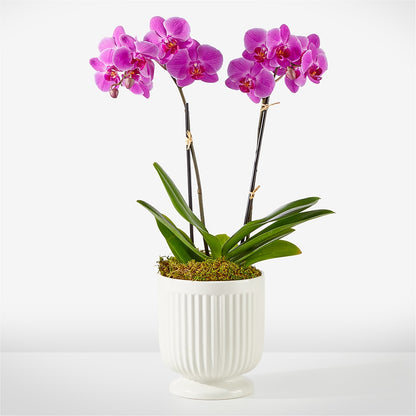 Friendly Fuchsia Orchid – YOLE'S FLOWERS, New Orleans LA