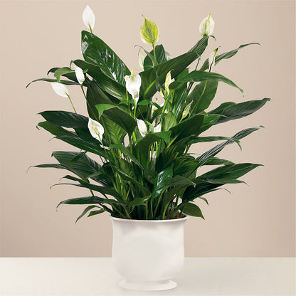 Comfort Planter – YOLE'S FLOWERS, New Orleans LA