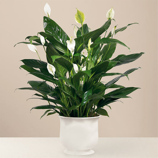 Comfort Planter – YOLE'S FLOWERS, New Orleans LA
