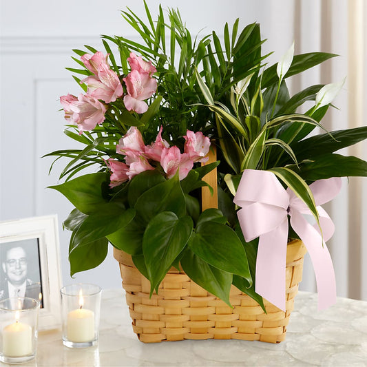 Living Spirit Dishgarden – YOLE'S FLOWERS, New Orleans LA