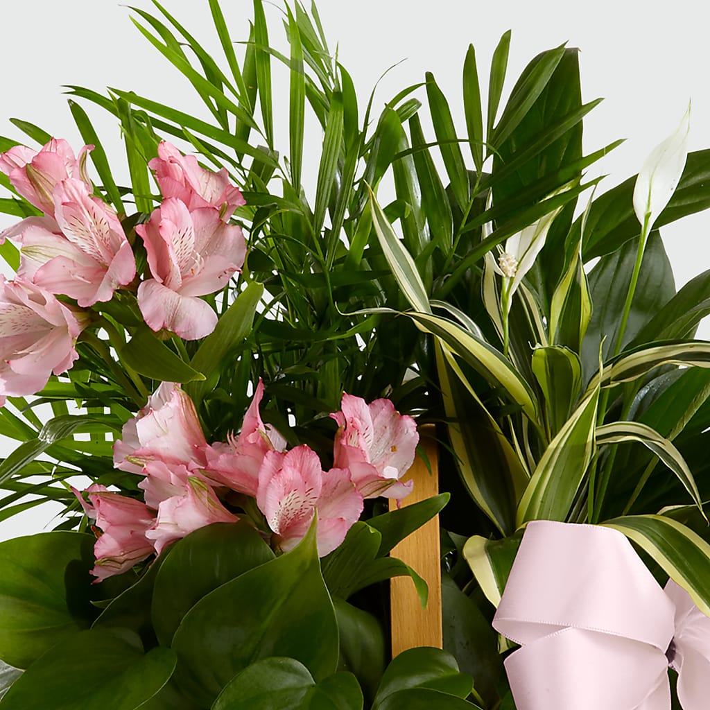 Living Spirit Dishgarden – YOLE'S FLOWERS, New Orleans LA