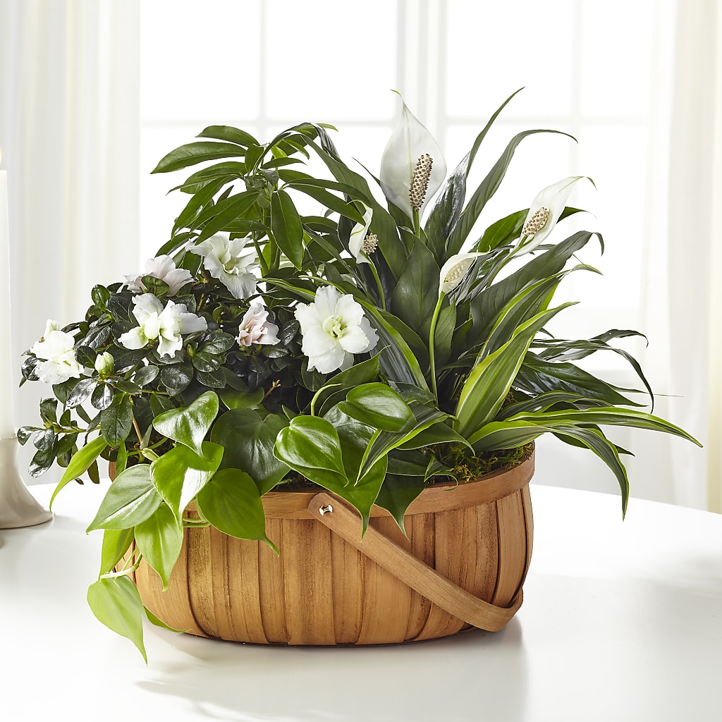 Serene Dishgarden – YOLE'S FLOWERS, New Orleans LA
