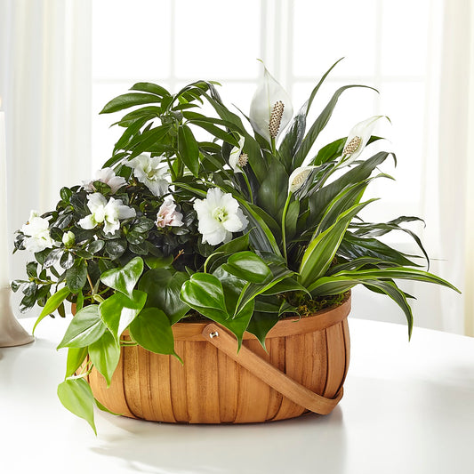 Serene Dishgarden – YOLE'S FLOWERS, New Orleans LA