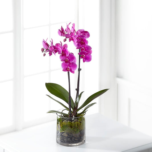 Pink Orchid Plant – YOLE'S FLOWERS, New Orleans LA