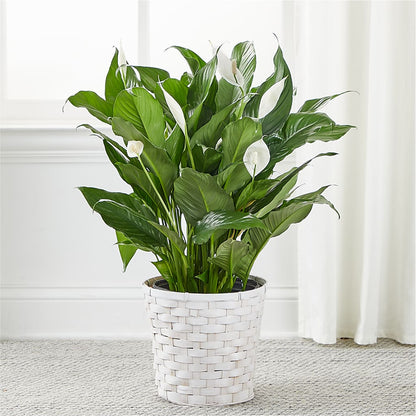A New Leaf Peace Lily – YOLE'S FLOWERS, New Orleans LA
