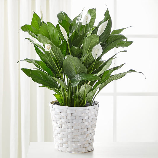 A New Leaf Peace Lily – YOLE'S FLOWERS, New Orleans LA