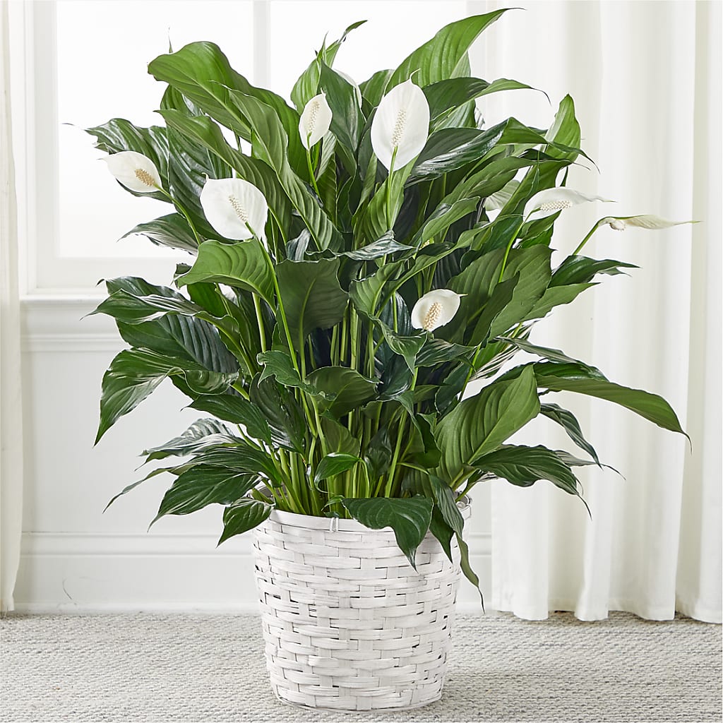 A New Leaf Peace Lily – YOLE'S FLOWERS, New Orleans LA