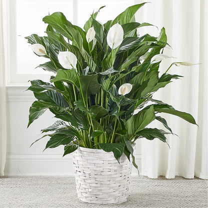 A New Leaf Peace Lily – YOLE'S FLOWERS, New Orleans LA