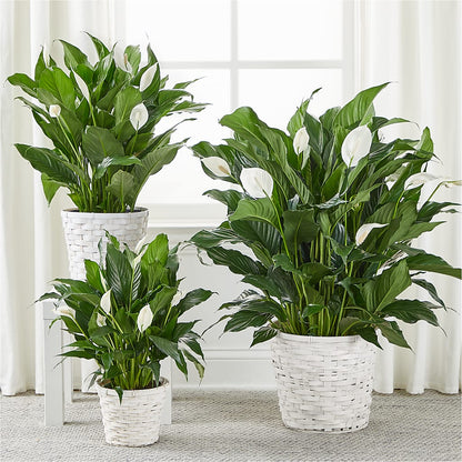 A New Leaf Peace Lily – YOLE'S FLOWERS, New Orleans LA