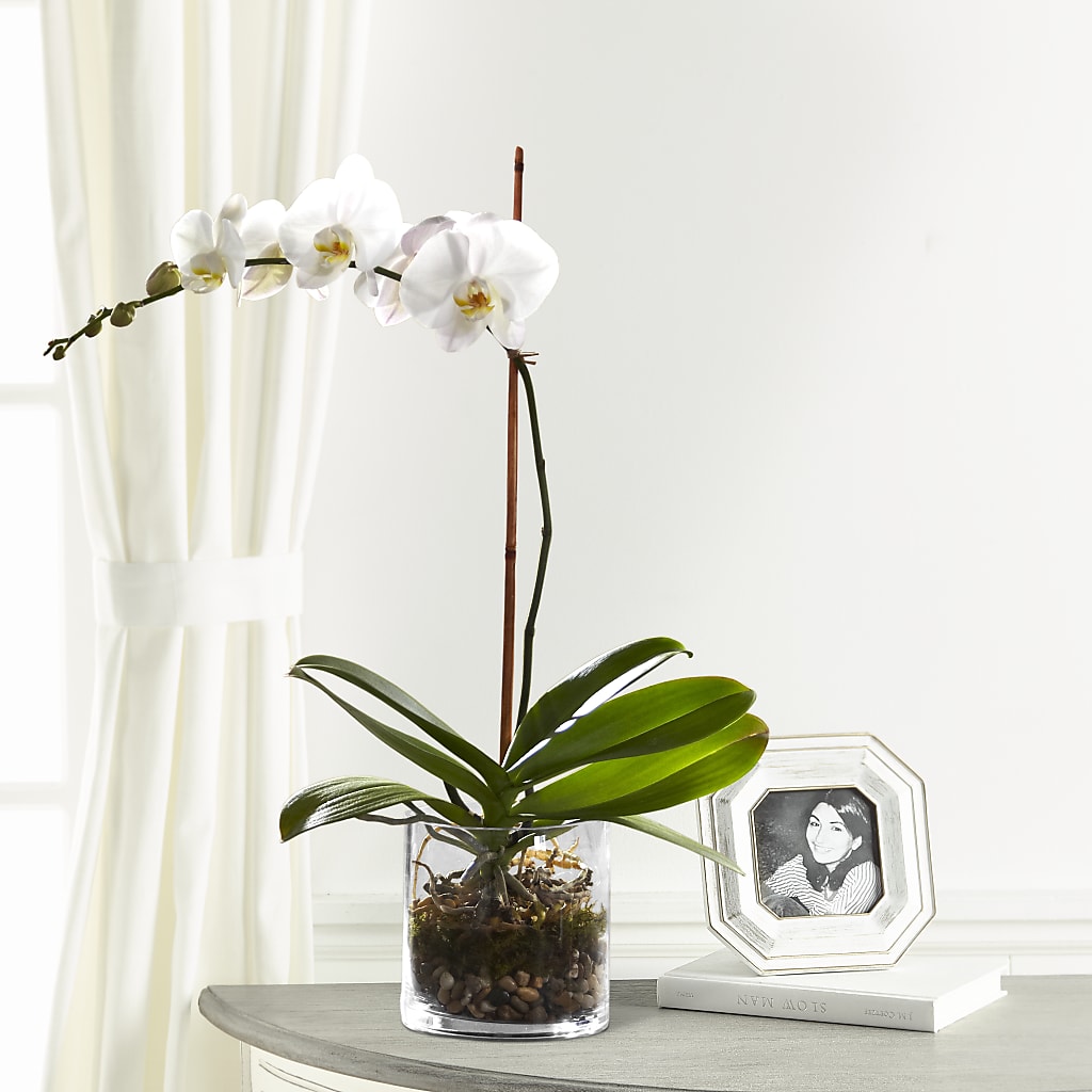 White Orchid Planter – YOLE'S FLOWERS, New Orleans LA
