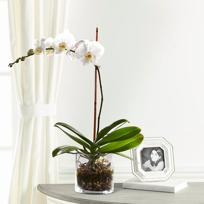 White Orchid Planter – YOLE'S FLOWERS, New Orleans LA